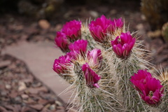 Echinocereus engelmannii engelmannii