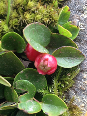 Gaultheria humifusa