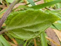 Mentha laxiflora