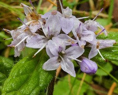 Mentha laxiflora