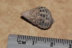 Clypeomorus petrosa