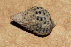 Clypeomorus petrosa