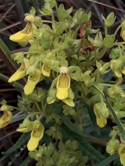 Calceolaria teucrioides