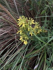 Calceolaria teucrioides