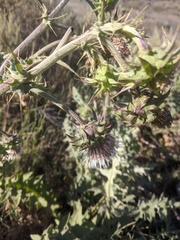 Cirsium fontinale