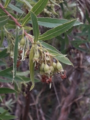 Escallonia cordobensis