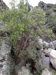 Escallonia cordobensis