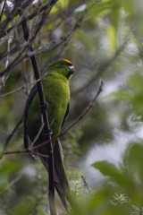 Cyanoramphus auriceps