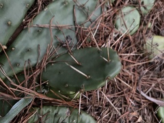 Opuntia mesacantha