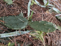 Opuntia mesacantha
