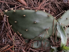 Opuntia mesacantha
