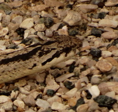 Galvarinus chilensis