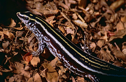 Three-lined Girdled Lizard