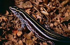 Three-Lined Girdled Lizard photo 3