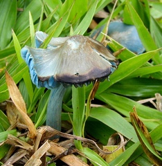 Entoloma azureoviride