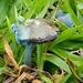 Entoloma azureoviride - Photo (c) Mariana Amado Costa, algunos derechos reservados (CC BY-NC), subido por Mariana Amado Costa