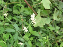 Froelichia humboldtiana