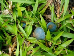 Entoloma azureoviride