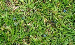 Entoloma azureoviride