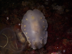 Cadlina laevis