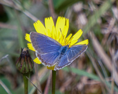 Zizina otis labradus