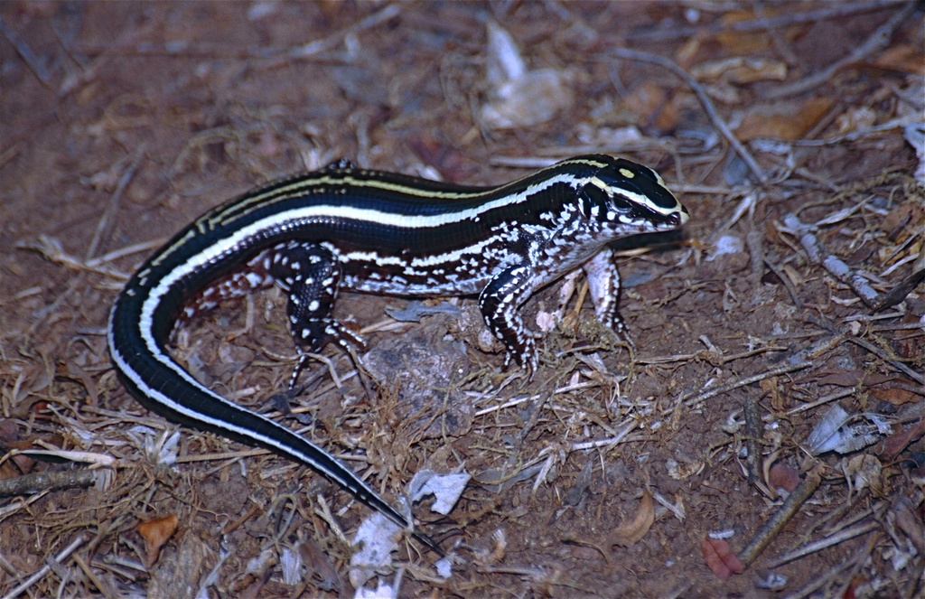 Three-Lined Girdled Lizard