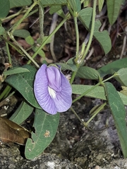Clitoria cordobensis