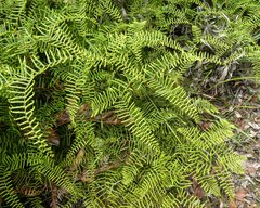 Gleichenia microphylla