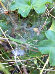 Araneae