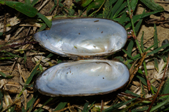 Unio elongatulus