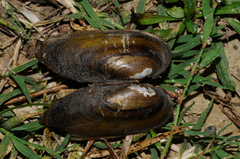 Unio elongatulus