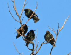 Sturnus vulgaris