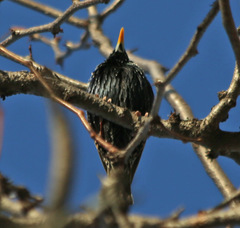 Sturnus vulgaris