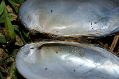 Unio elongatulus