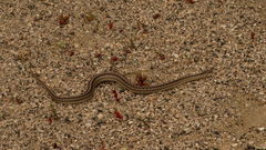 Galvarinus chilensis