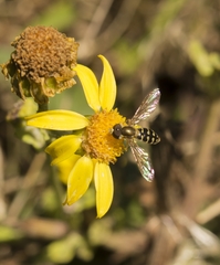 Toxomerus vertebratus