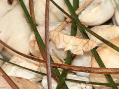 Hypolamprus ypsilon