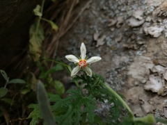 Blumenbachia insignis