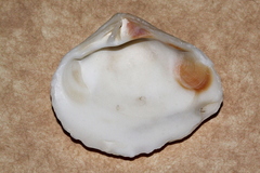 Eucrassatella cumingii