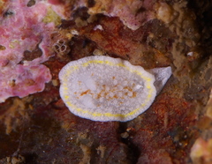 Diaphorodoris luteocincta