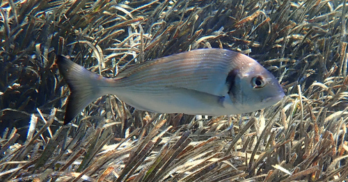 Gilthead Seabream