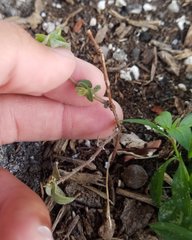 Euphorbia hirta image