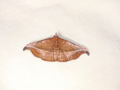 Corgatha ancistrodes