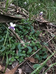 Viola eminens