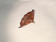 Corgatha ancistrodes