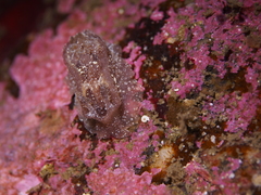 Goniodoris castanea