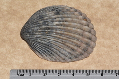 Vasticardium vertebratum