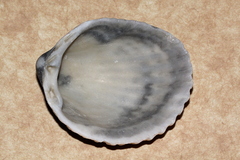 Vasticardium vertebratum