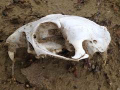 Cynomys ludovicianus