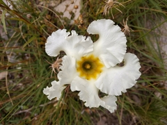 Mandevilla petraea